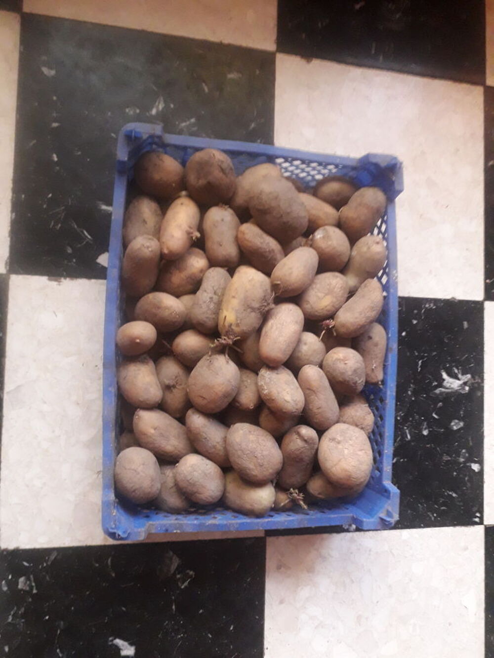  pommes de terre &agrave; planter . Bricolage