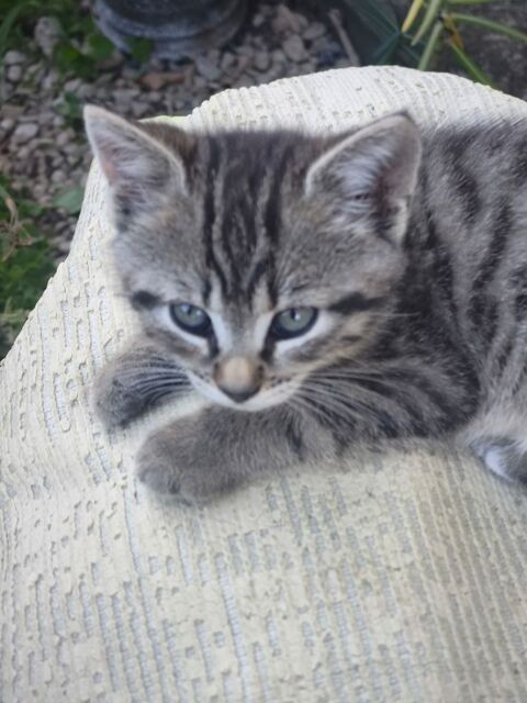 Donne chaton propre tel 0607581297 0 10500 Précy-notre-dame