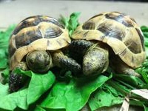   TORTUES GRECQUES 