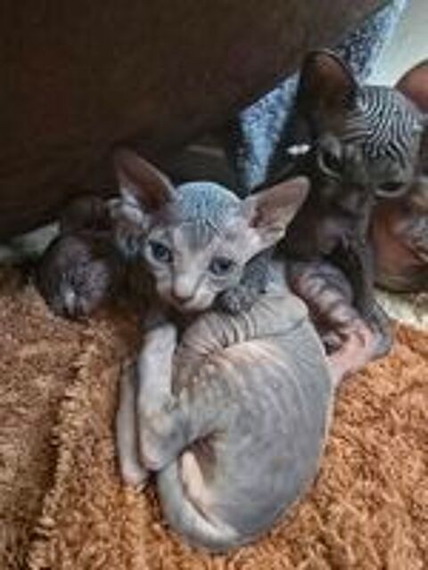   Chatons sphynx
