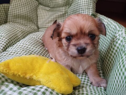 Chiot chihuahua LOF poil long 2300 17100 Saintes