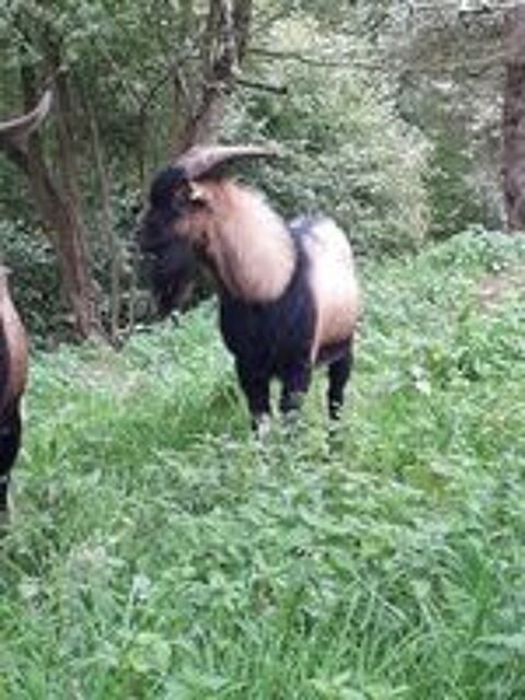   Themis, bouc nain type alpin à adopter 