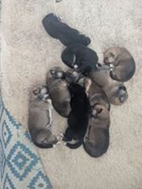    Don Chiot akita inu / berger australien  