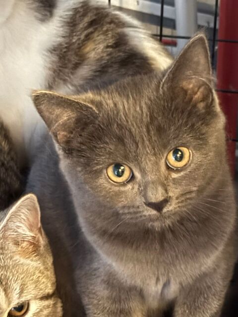 bristish shorthair m&acirc;le et femelle 490 95270 Viarmes