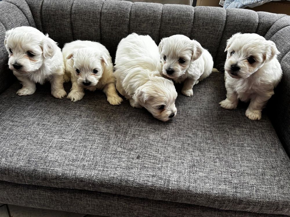   Vends chiots Bichon Maltais 