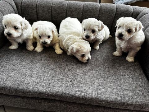 Vends chiots Bichon Maltais 900 44470 Carquefou