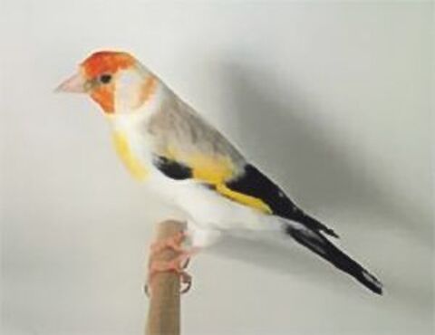 C&egrave;de divers oiseaux exotiques 40 45380 Chaingy