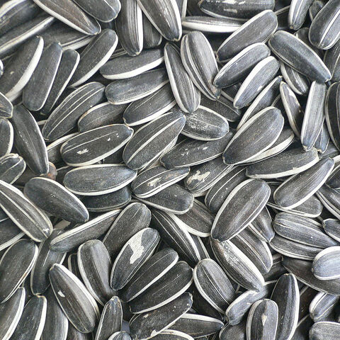 5kg de graines de tournesol striées géantes(monofleur) 29 Suzannecourt (52)