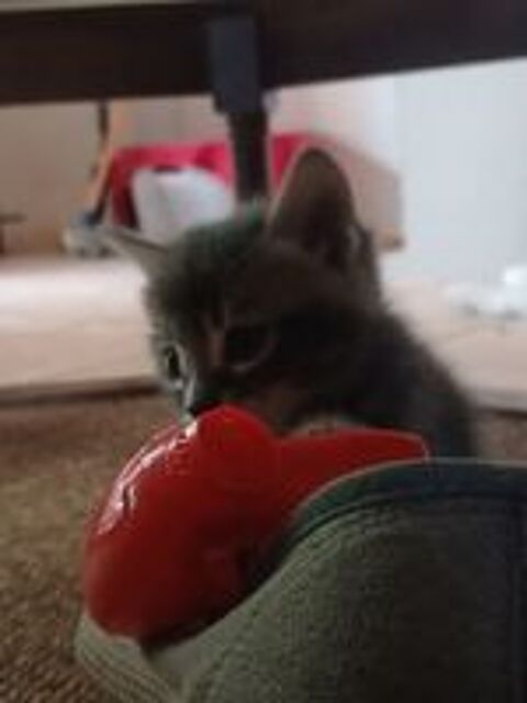   Donne chatons
Il y a des petits males et des petites femelle 