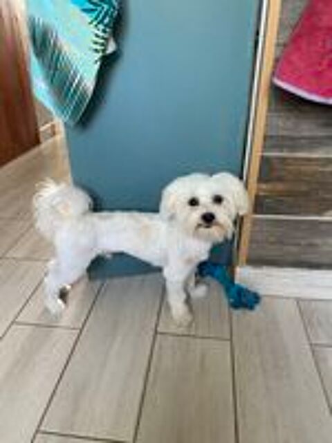   bichon maltais 