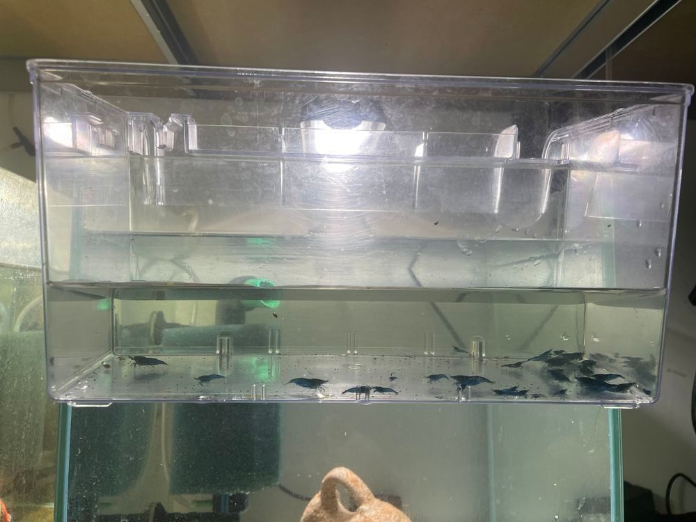 aquarium avec blue velvet Décoration