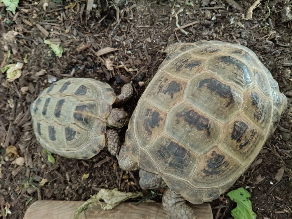   Tortues  