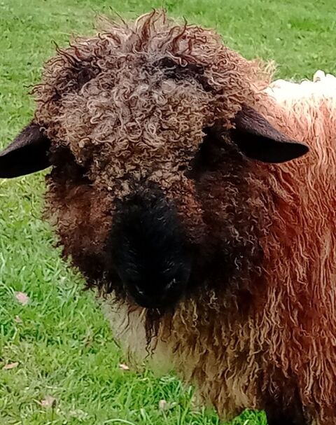 mouton
j 350 03330 �chassi�res