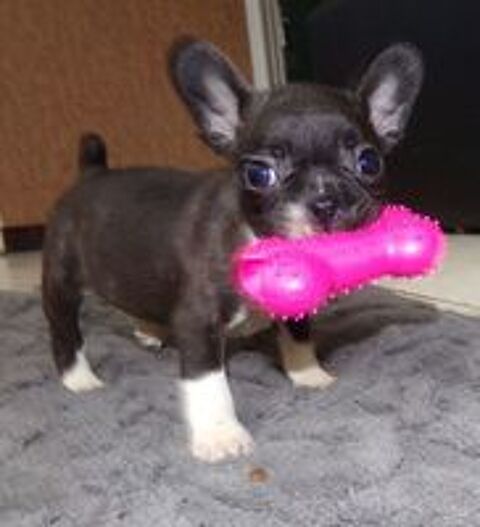   BBS BOULEDOGUE FRANCAIS   