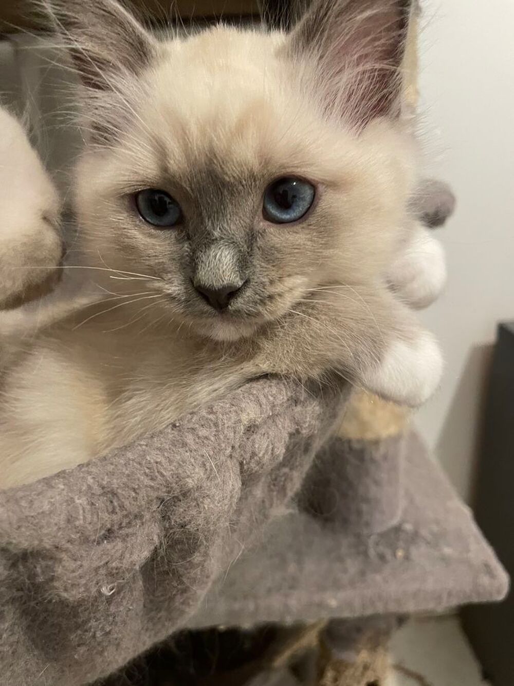   Chatons Sacr de Birmanie  