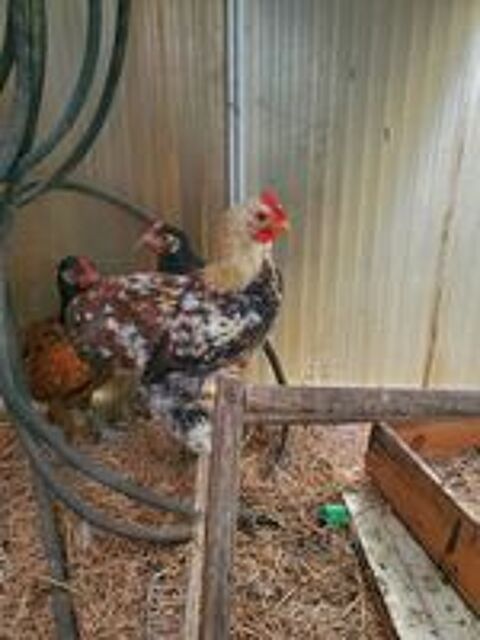   Coq 