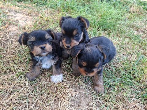Chiots Yorkshire terrier &agrave; r&eacute;server 750 86240 Fontaine-le-comte