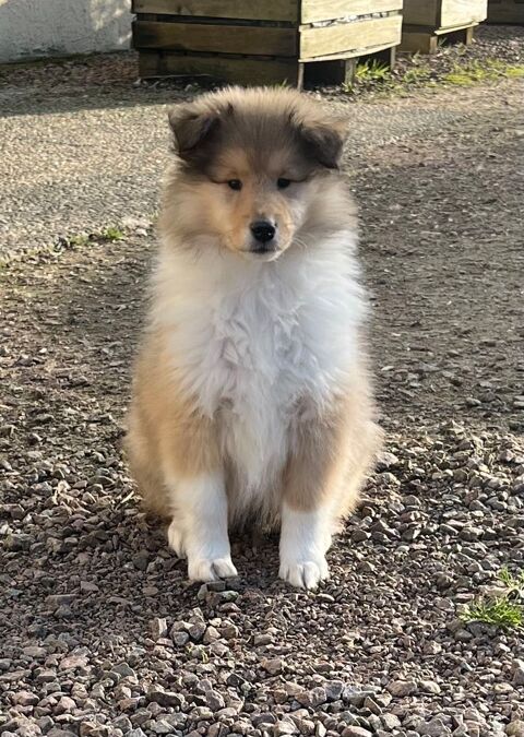 Chiots colley poil long LOF( lassie) 1200 58350 Nannay