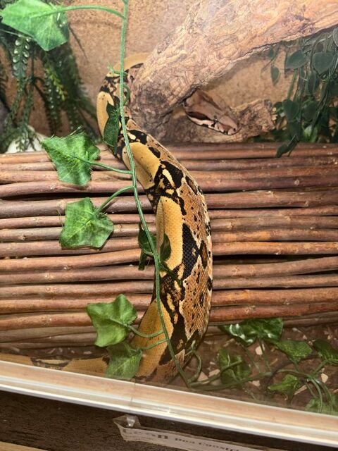 boa imp&eacute;rator constrictor 80 28150 Voves