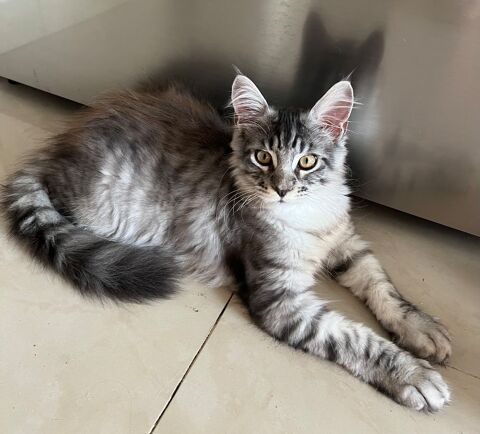 Maine Coon lign&eacute;e Shaded 1200 80360 Étricourt-manancourt