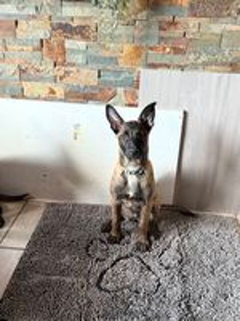   Chiots malinois  