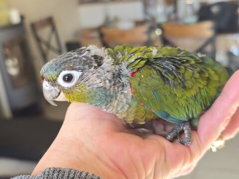 M&acirc;le conure a ventre rouge eam 450 77240 Vert-saint-denis