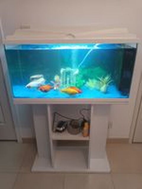   Aquarium  