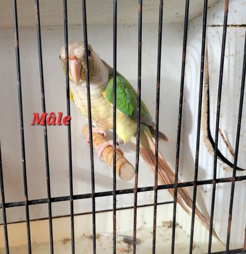 Conure molina mâle 50 17170 Couron