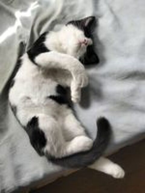  Payam, persan croisé européen à adopter 