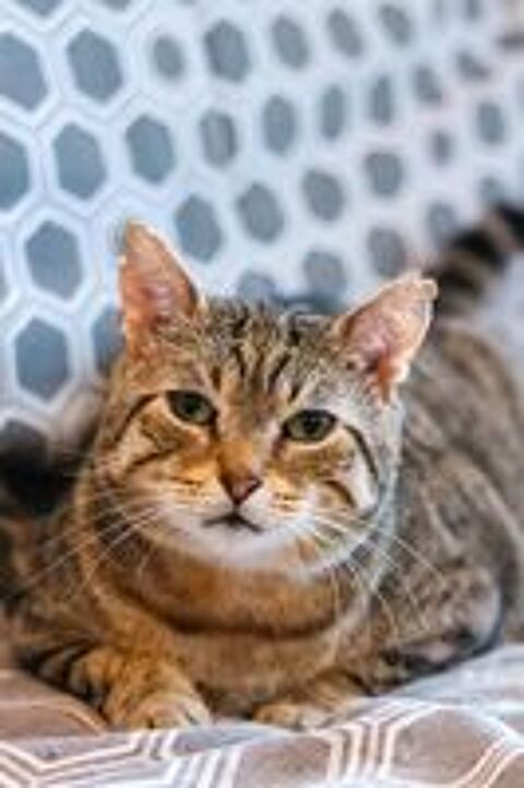   Ziggow, chat à adopter 