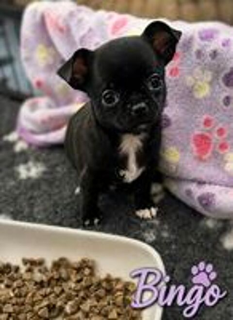   Chiots Chihuahuas  