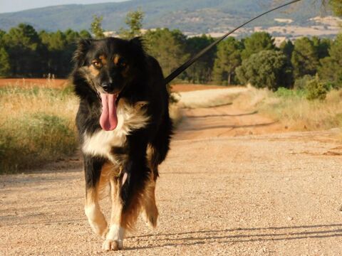 COCO croisé border collie au regard profond 315 24140 Douville