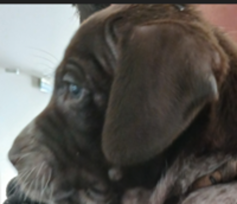   donne chiot  