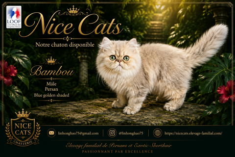 CHATON MALE EXOTIC SHORTHAIR DISPONIBLE TOUT SUITE 1500 93300 Aubervilliers