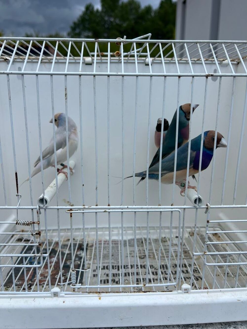   Oiseaux Gould 