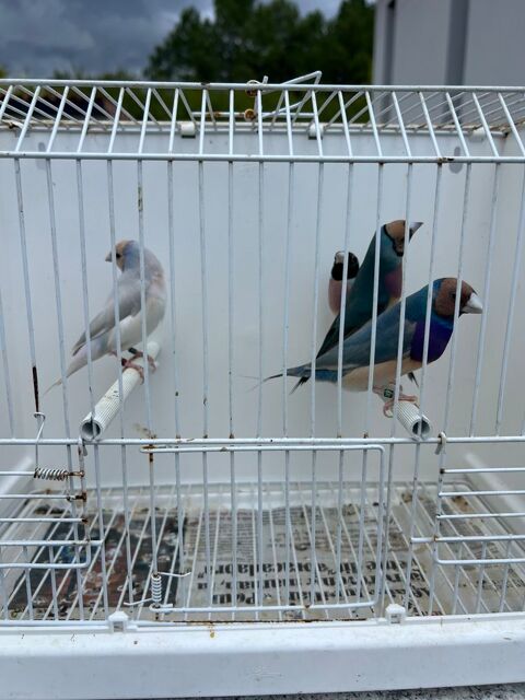 Oiseaux Gould 50 33140 Villenave-d'ornon
