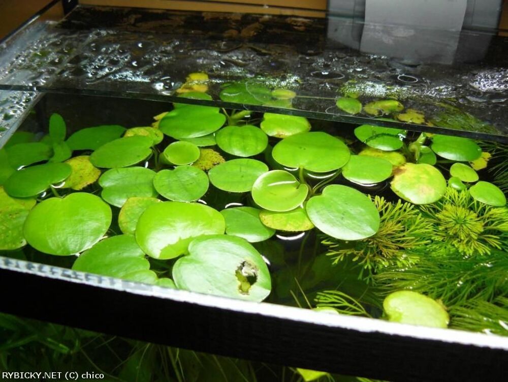 Grenouillette plante aquatique Jardin