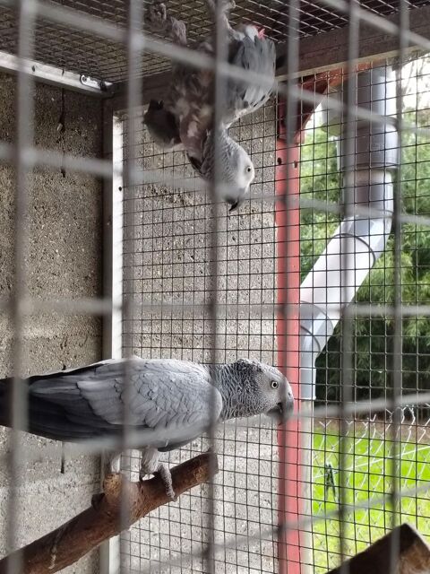 Couple repro Gabonais 1800 86540 Thur�