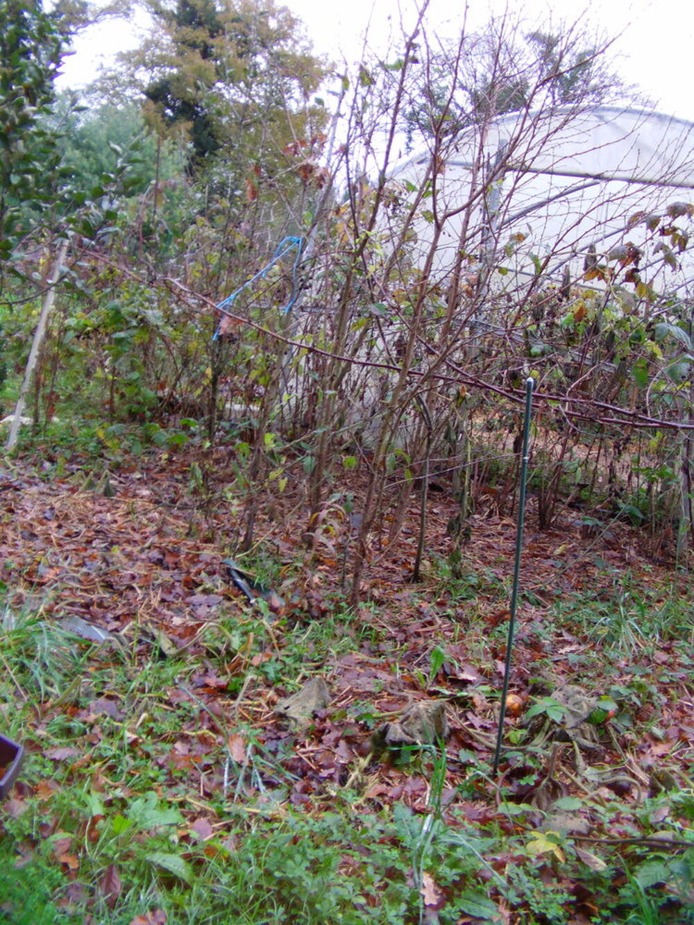 p&ecirc;cher de vigne Jardin