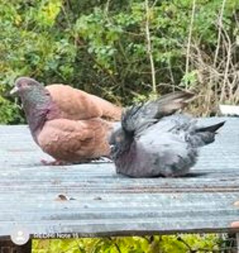   Couple de pigeon de chair 