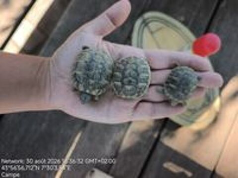   Tortue de terre 
