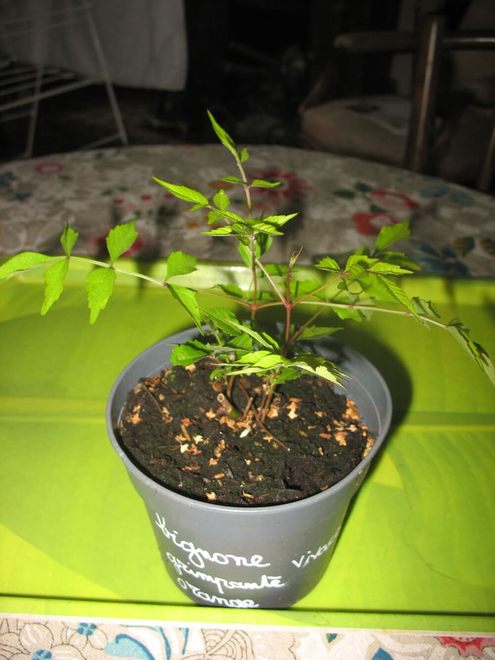 Pot de bignone fleurs oranges, vivace grimpante Jardin