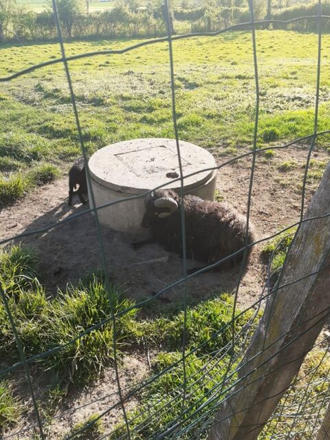 b&eacute;lier race Ouessant de 3 ans. 100 03150 Saint-g�rand-le-puy