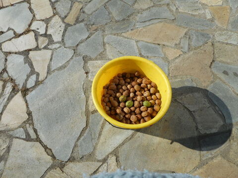 Belles noix Fraiches 0 Mortain (50)