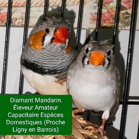 Diamant Mandarin. /. Kakariki 12 55500 Nançois-sur-ornain