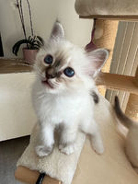   Jolis Chatons Sacré de Birmanie  