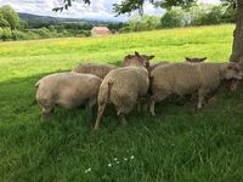   Béliers Agneaux Agnelles  mouton Charollais  