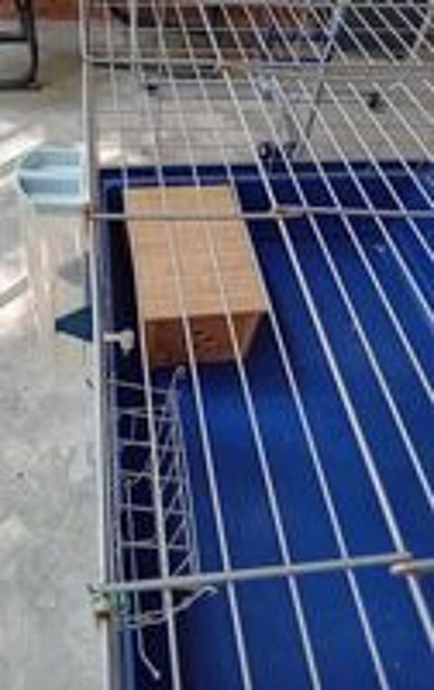   Cage rongeur 
