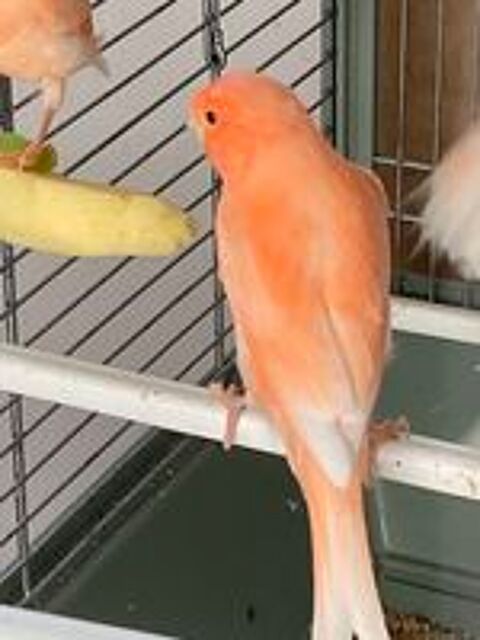   Canaris  