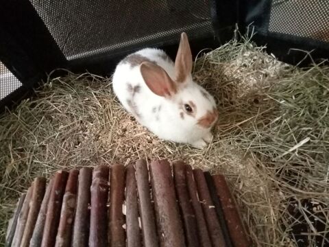 Lapine de ferme 15 65300 Lannemezan